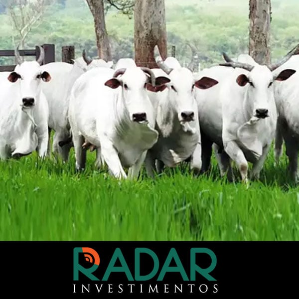 Radar Investimentos: Mercado futuro do boi gordo registra queda na B3