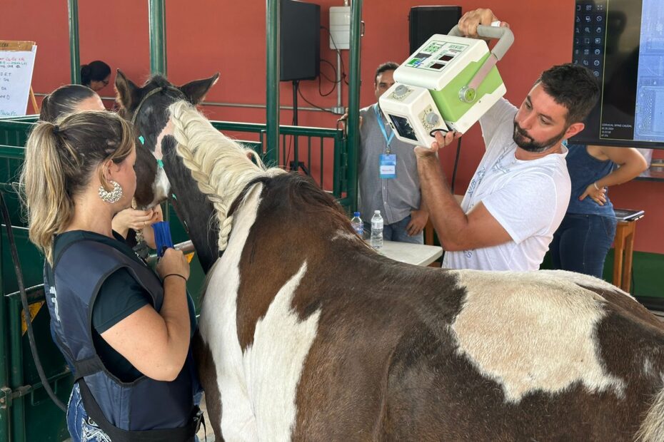 Curso sobre coluna vertebral reúne cerca de 90 veterinários do Brasil e do mundo