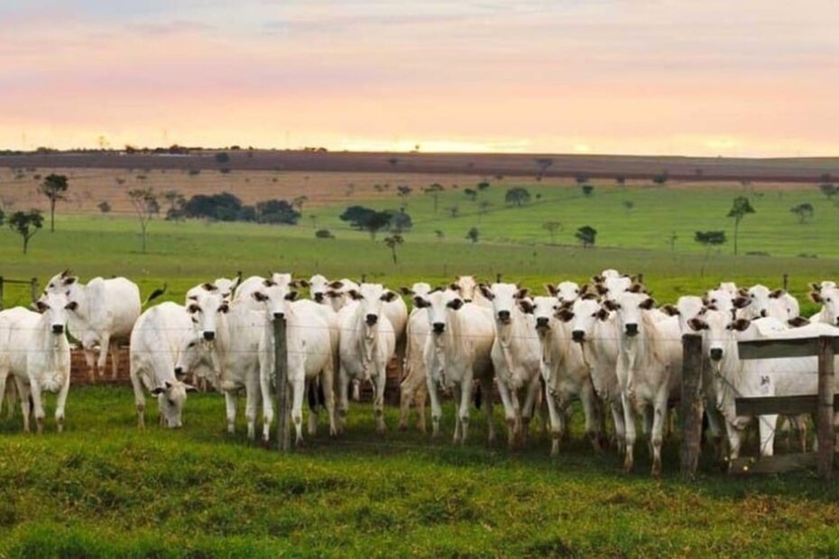 Pesquisador australiano desvenda os mitos e verdades sobre a carne bovina e a pecuária