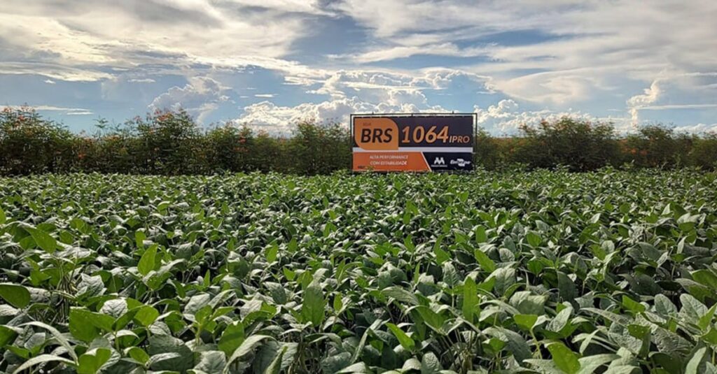 Embrapa lança novas cultivares de soja e promete produtividade