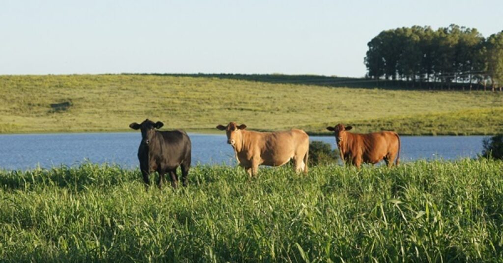 Embrapa mostra tecnologias para sistemas integrados na Abertura da Colheita do Arroz • Portal DBO