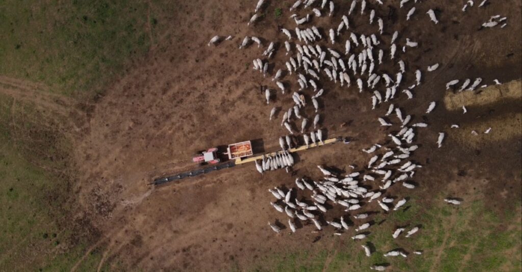 Suplementação a pasto: conheça os conceitos para a engorda infalível do gado 