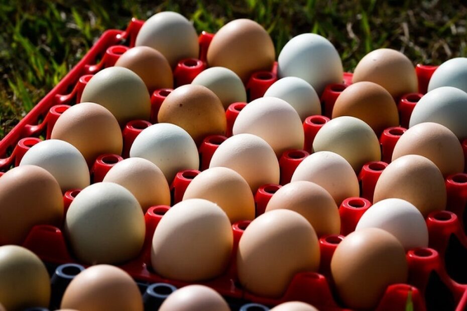 Produção de ovos ficou estável e captação de leite cresceu no 4º trimestre | Pecuária