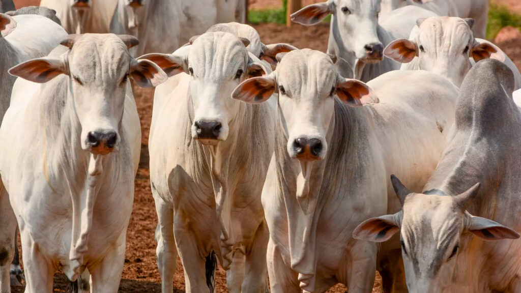 Em situação de equilíbrio entre oferta e demanda, preços da arroba bovina seguem em toada estável, aponta analista