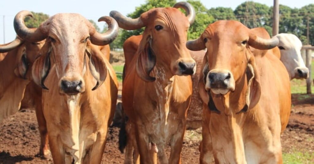 Estudos podem auxiliar controle da infecção de ouvido em bovinos