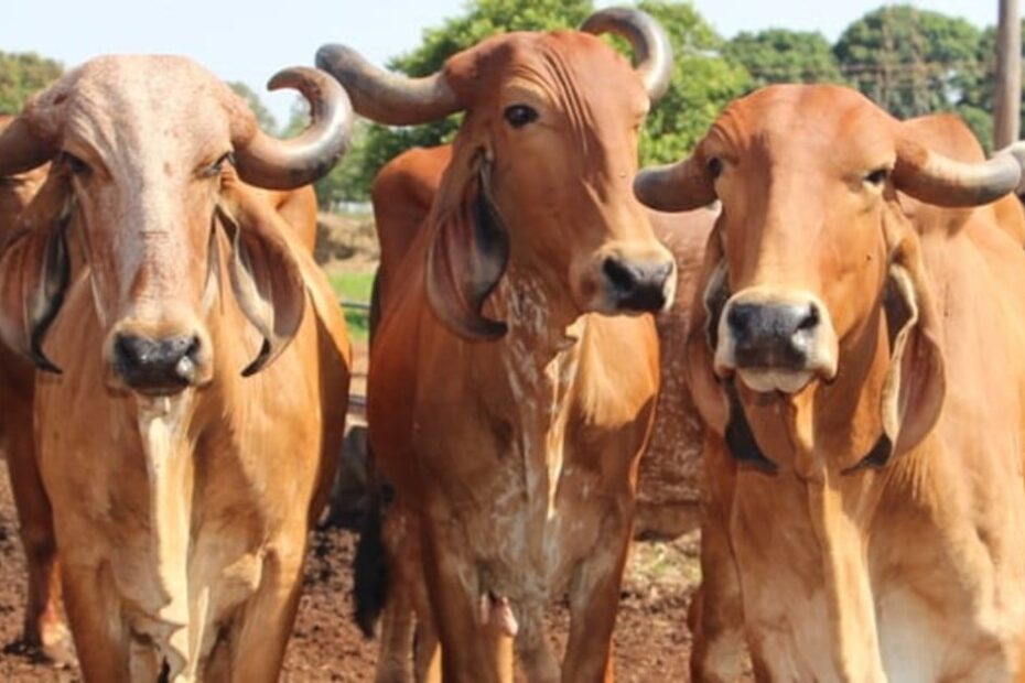 Estudos podem auxiliar controle da infecção de ouvido em bovinos