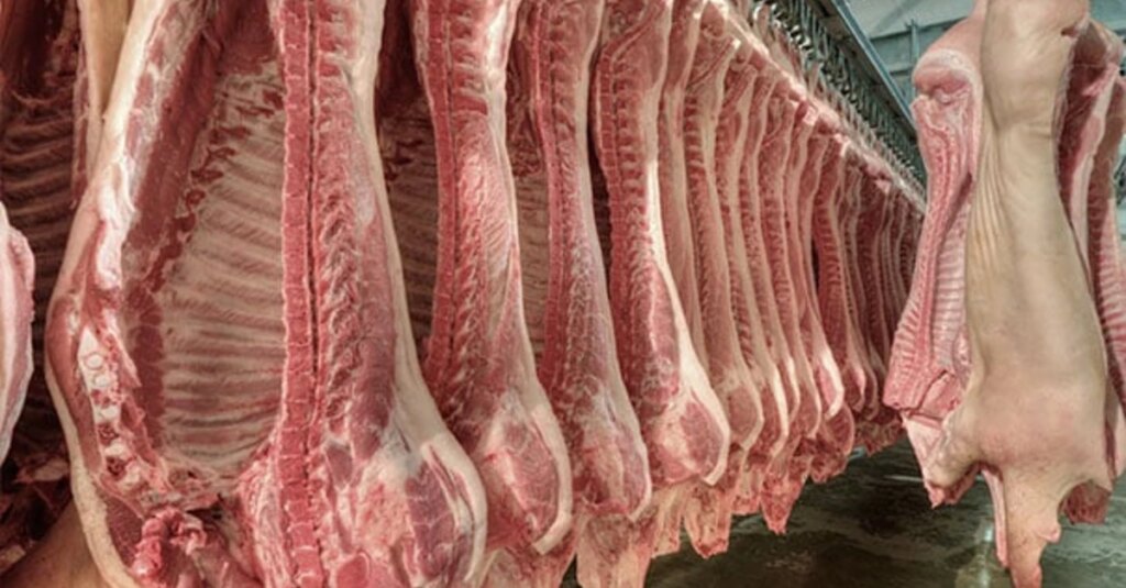 Exportações de carne suína crescem 11,7% em janeiro