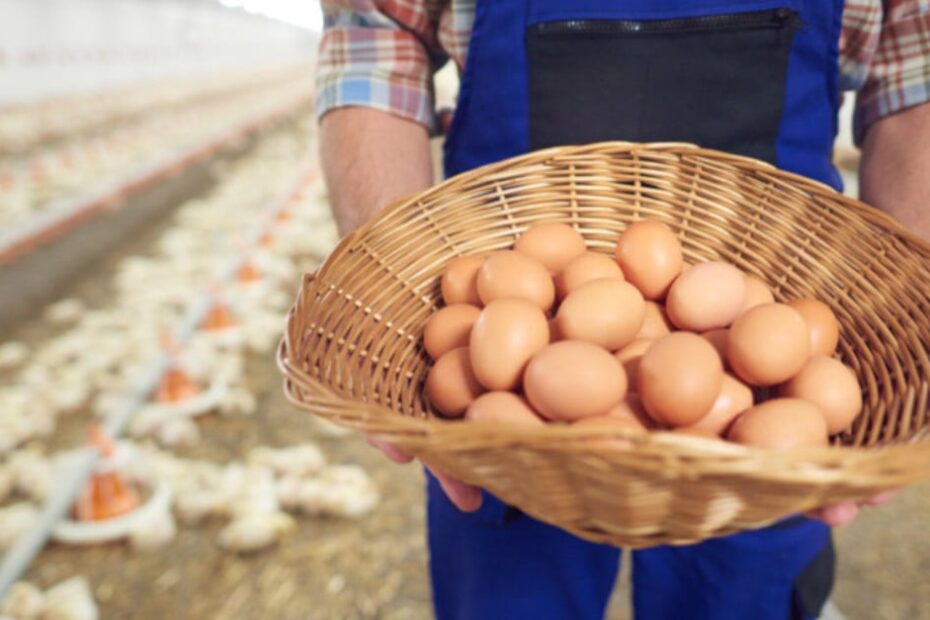 Exportacoes de ovos atingem recorde em janeiro