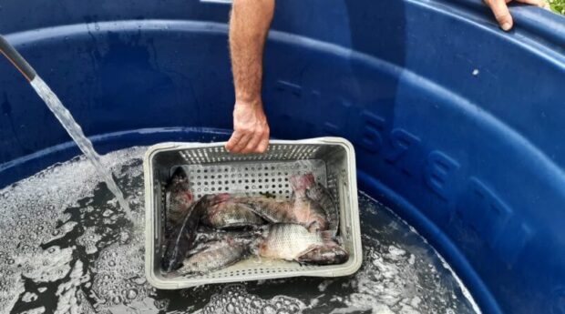 Mais de 5 toneladas devem ser comercializadas na Feira do Peixe Vivo