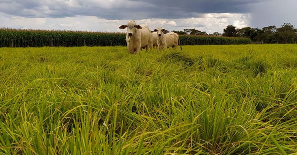 ILP pode reduzir o uso de fertilizantes e mitigar impactos no clima • Portal DBO