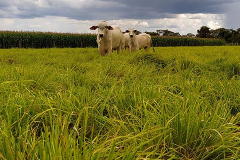 ILP pode reduzir o uso de fertilizantes e mitigar impactos no clima • Portal DBO