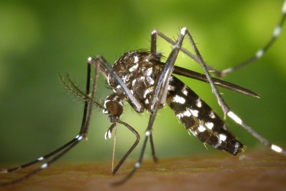El Niño pode favorecer aumento de casos de dengue