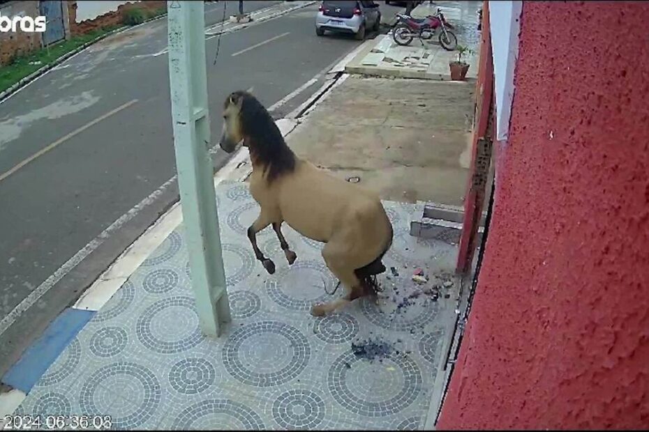Vídeo: cavalo quebra porta de consultório odontológico a coices, no Piauí | Piauí