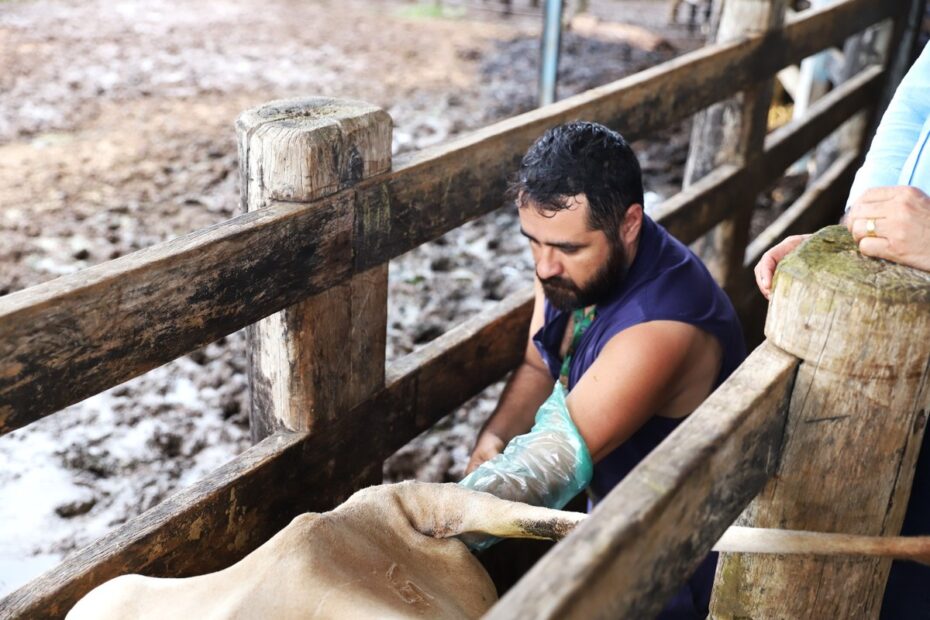 Produtores podem ter acesso a inseminação artificial bovina de graça; saiba como participar | Tocantins