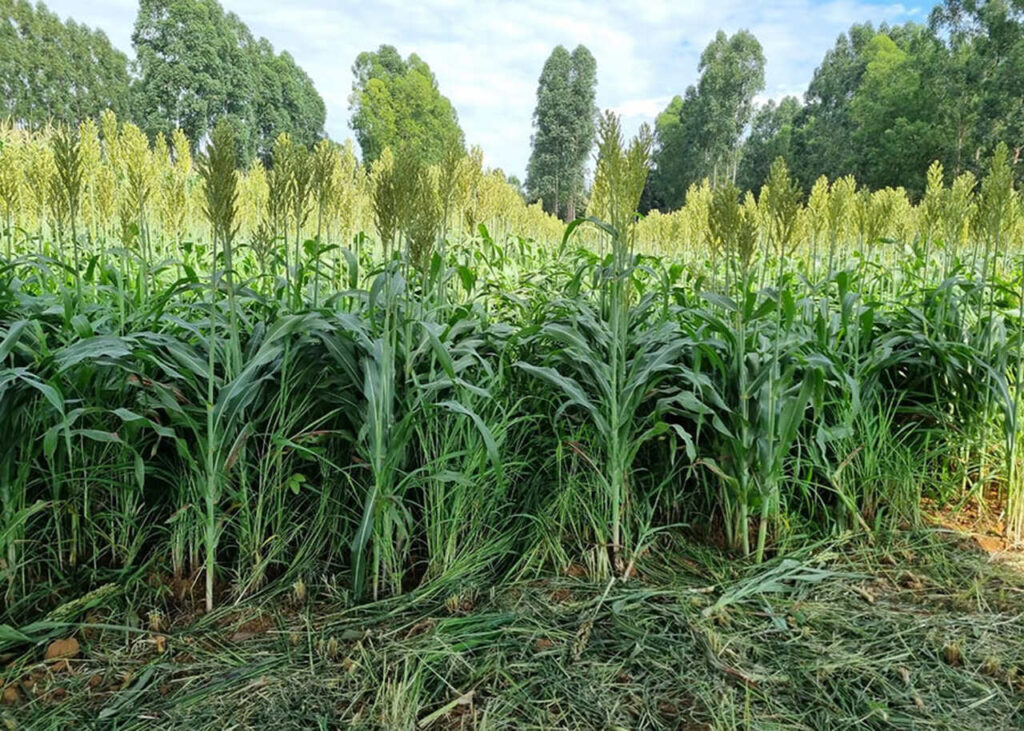 Integração lavoura-pecuária pode reduzir o uso de fertilizantes e impactos no clima