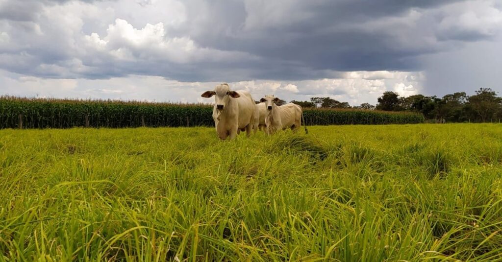 Integração lavoura-pecuária pode reduzir o uso de fertilizantes e mitigar impactos climáticos