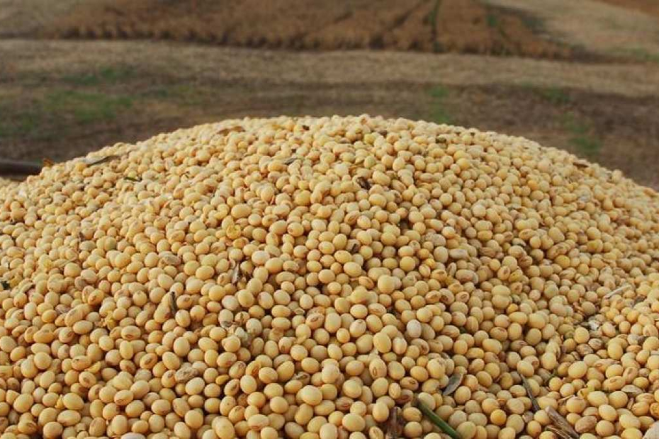 Juíza determina penhora de um milhão de sacas de soja de empresa agropecuária | HiperNotícias