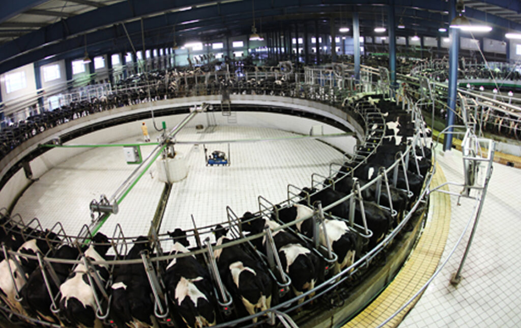 Maior fazenda de leite do mundo com 500.000 vacas; Vídeo