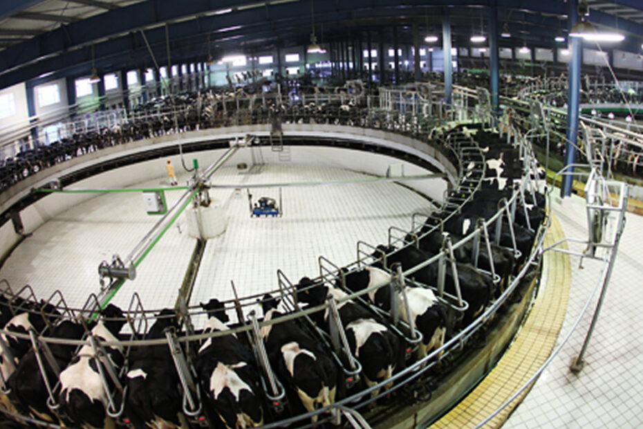 Maior fazenda de leite do mundo com 500.000 vacas; Vídeo
