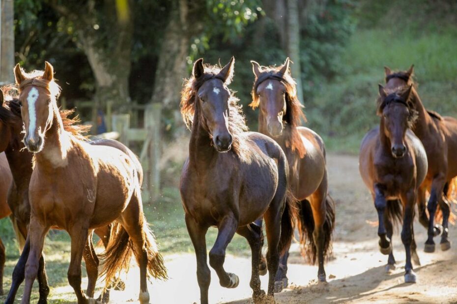 Proposta quer fortalecer exportação de cavalos da raça Mangalarga Marchador