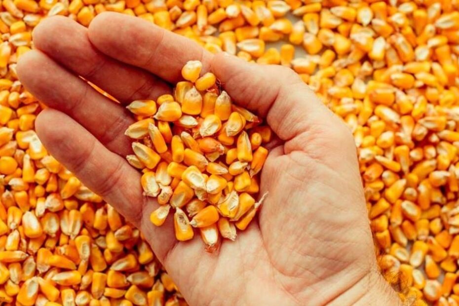 Preços do milho sobem no exterior e caem no Brasil; veja cotações