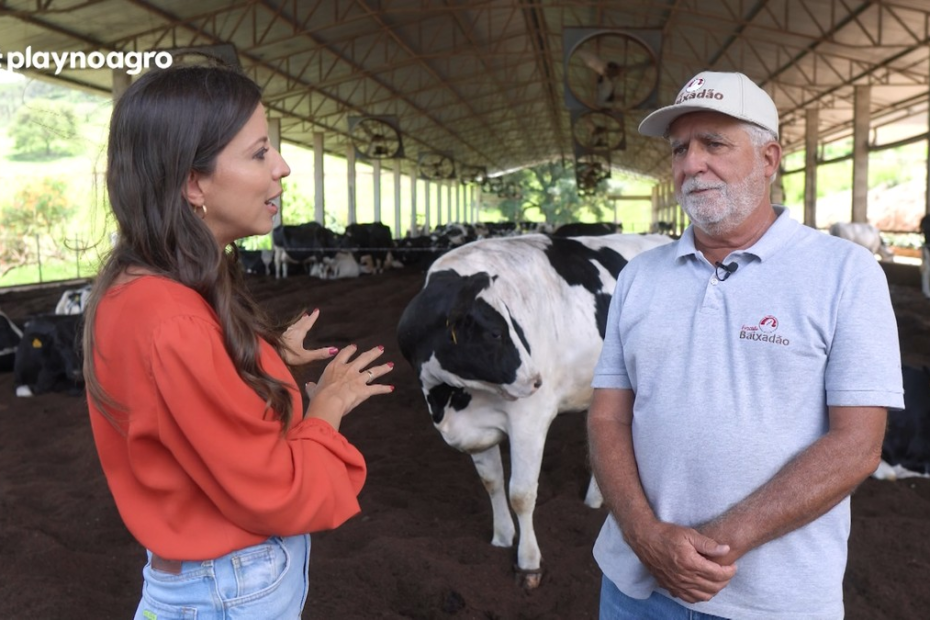 Descubra como o milho interfere na qualidade do leite | EP Agro