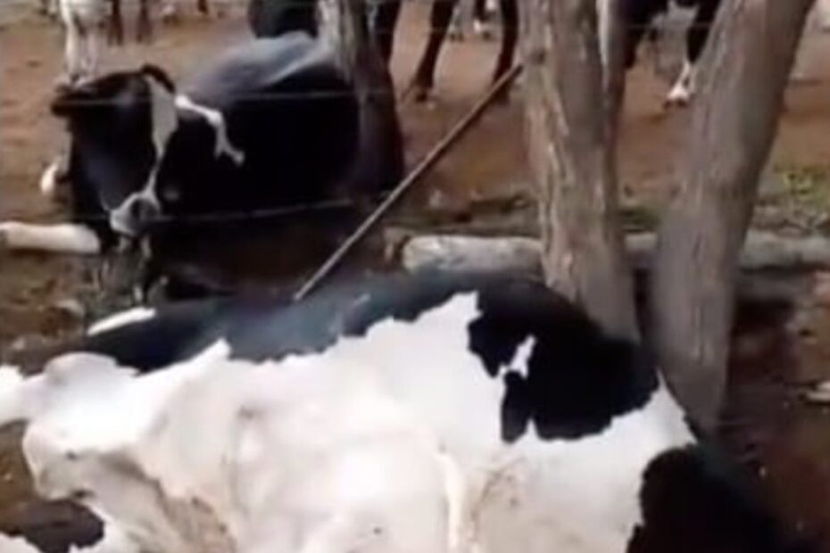 raio mata vacas avaliadas em cerca de R$ 50 mil