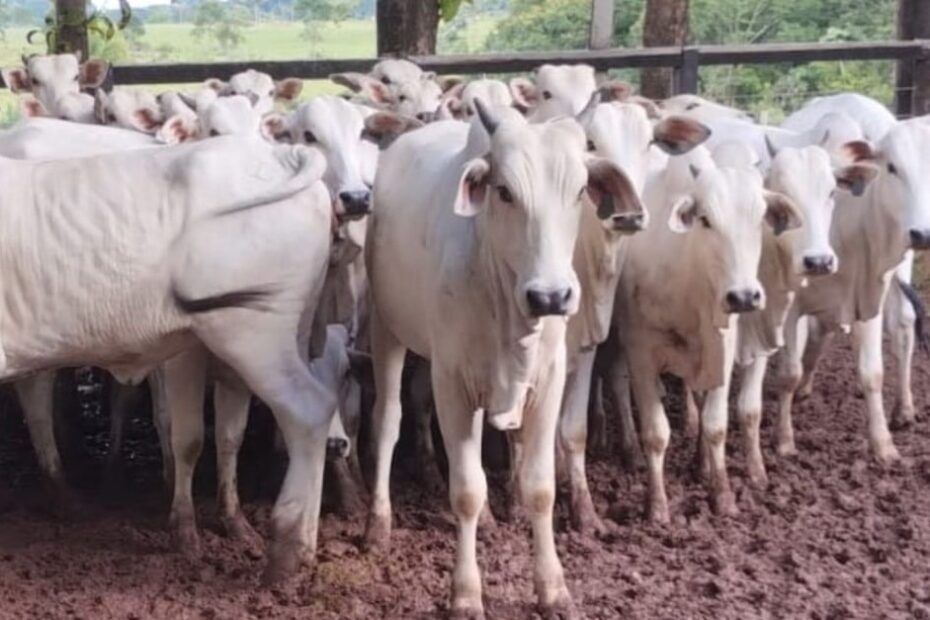 Nelore zero dentes em Rondônia! Novilhas são destaque no acabamento de gordura 