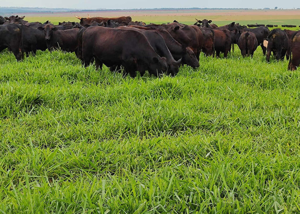 Cultivar de capim mostra bom desempenho ao anteceder a soja