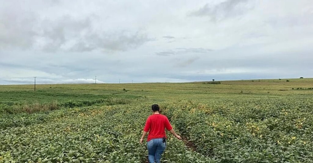 Agricultores do Paraná apostam na soja orgânica