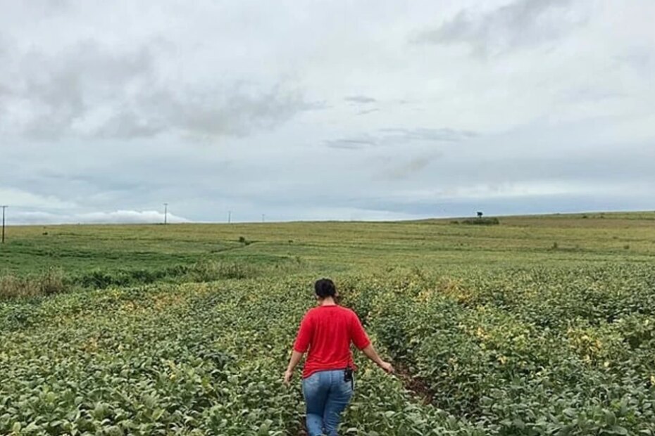Agricultores do Paraná apostam na soja orgânica