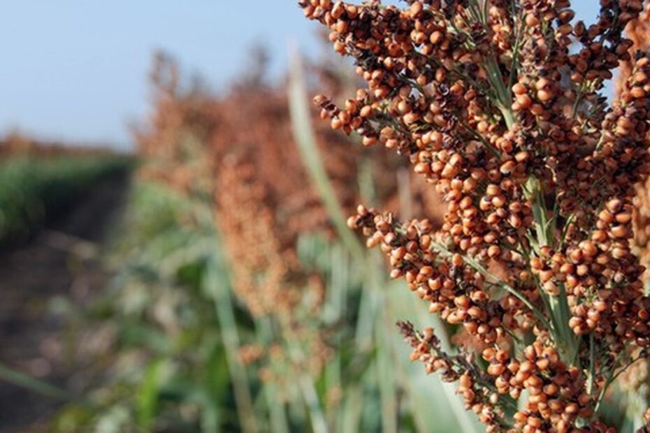 Boa Safra inicia venda de sementes de sorgo | Negócios