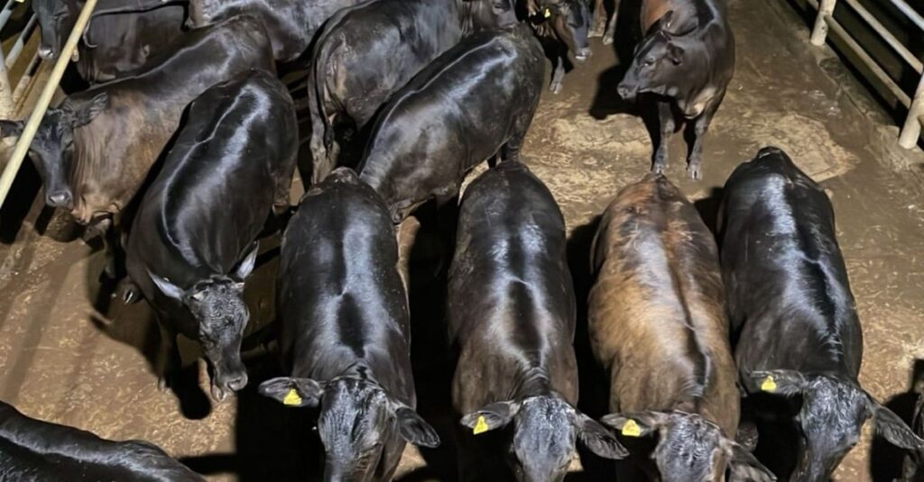 Angus de 16@ com 16 meses! Novilhas de carcaça impressionante chamam a atenção em MT