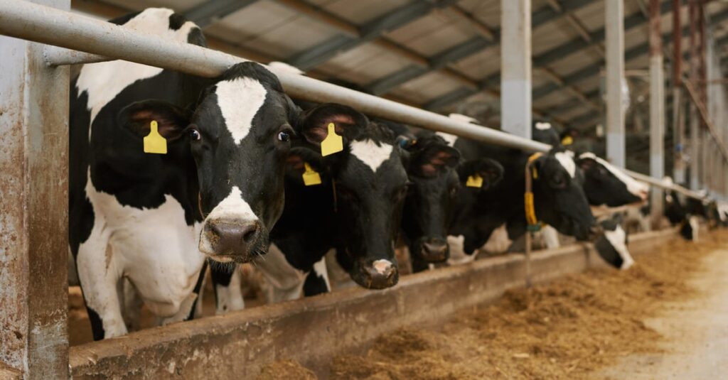 Secretaria de Agricultura de SP anuncia novo programa de bem-estar animal