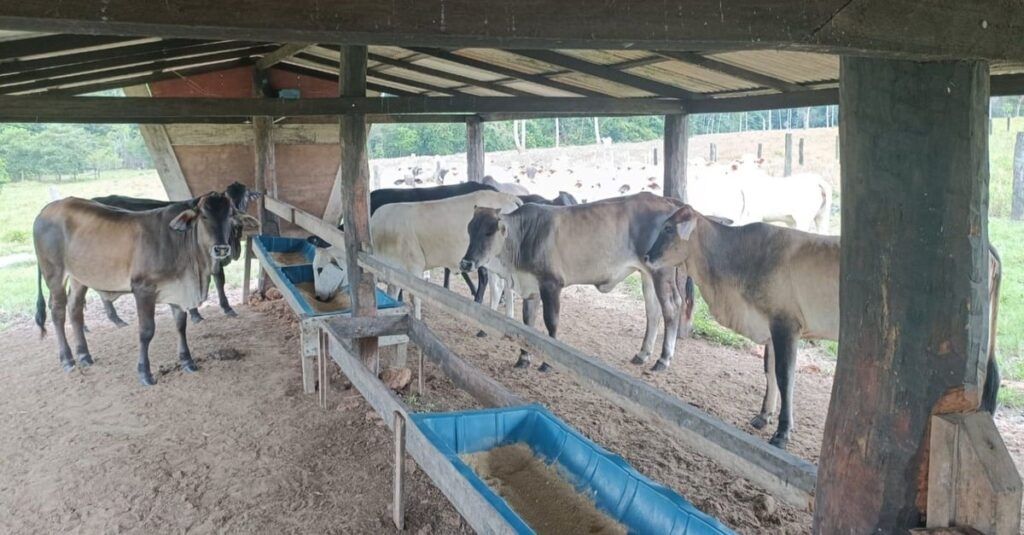 Pecuarista abre a porteira e mostra sistema de engorda diferenciado em Rondônia