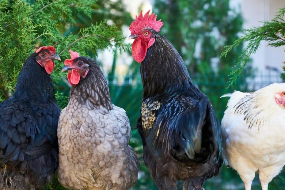 Governo confirma mais dois casos de gripe aviária