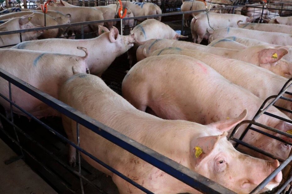 Paraná liderou a importação de suínos de alta genética em 2023