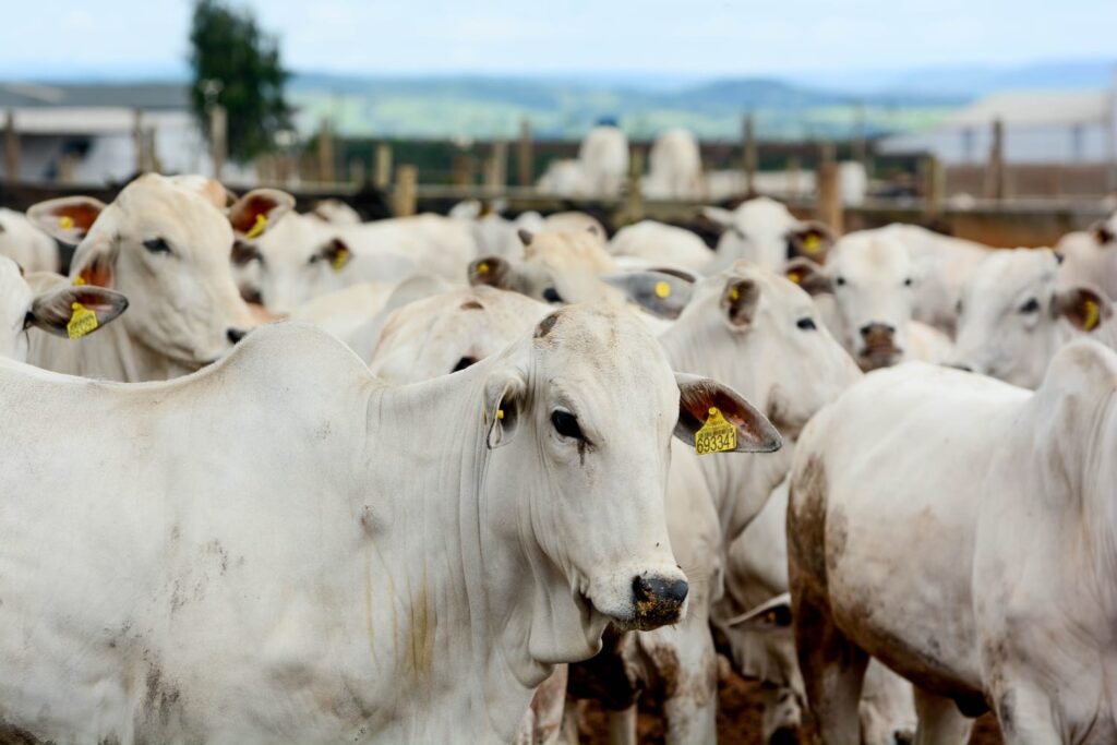 Estabilidade no hoje e perspectivas para o futuro — CompreRural