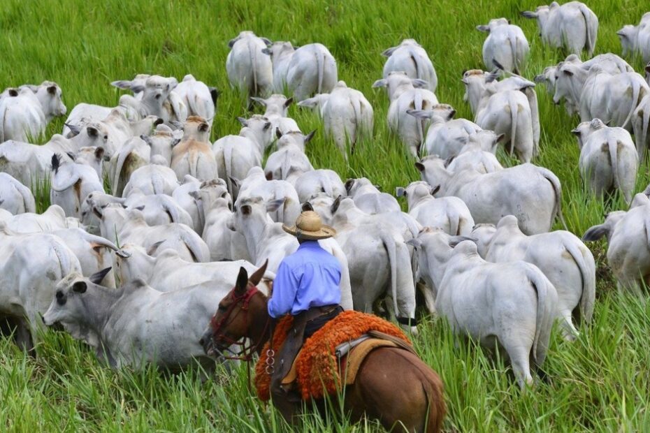 Pesquisador português lança obra no Brasil para acelerar o progresso genético de bovinos