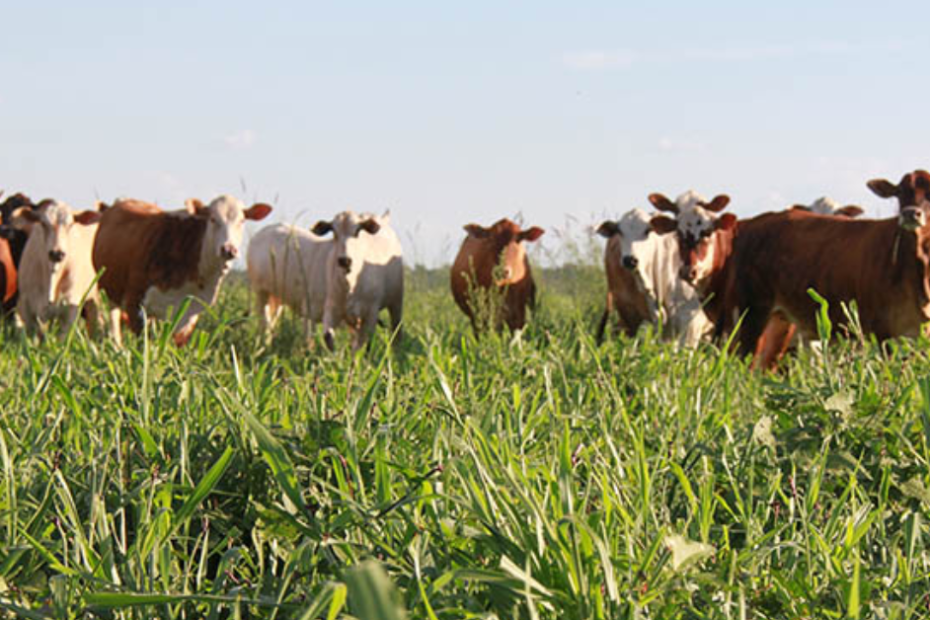 Webinar aborda perspectivas e desafios para a pecuária de corte e leite no Brasil • Portal DBO
