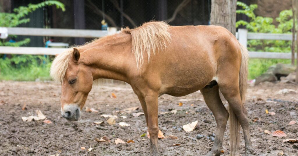 "Amas mesmo o teu cavalo?": o amor de Petra Teegen já salvou 2.200 animais