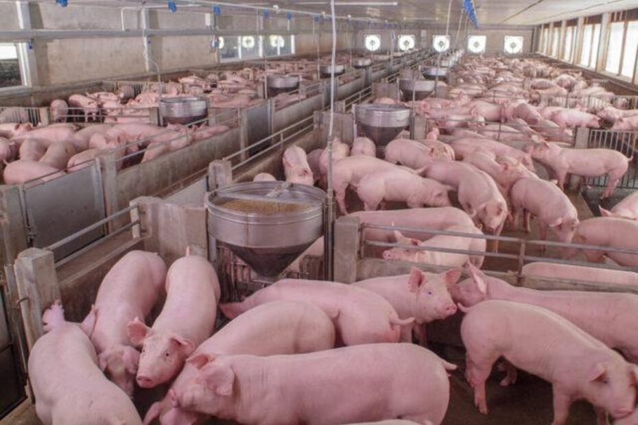 Mais caro que frango e boi, preço do porco tem alta de até 11,4% e perde competitividade, aponta USP | Piracicaba e Região
