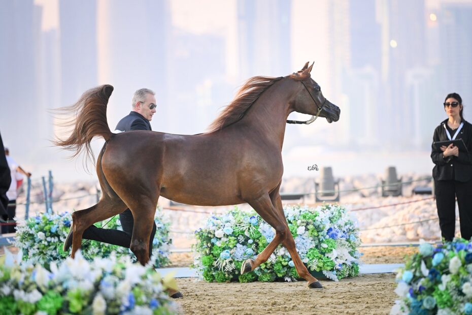 Potranca brasileira conquista ‘medalha de ouro’ em exposição da raça Árabe na Arábia Saudita