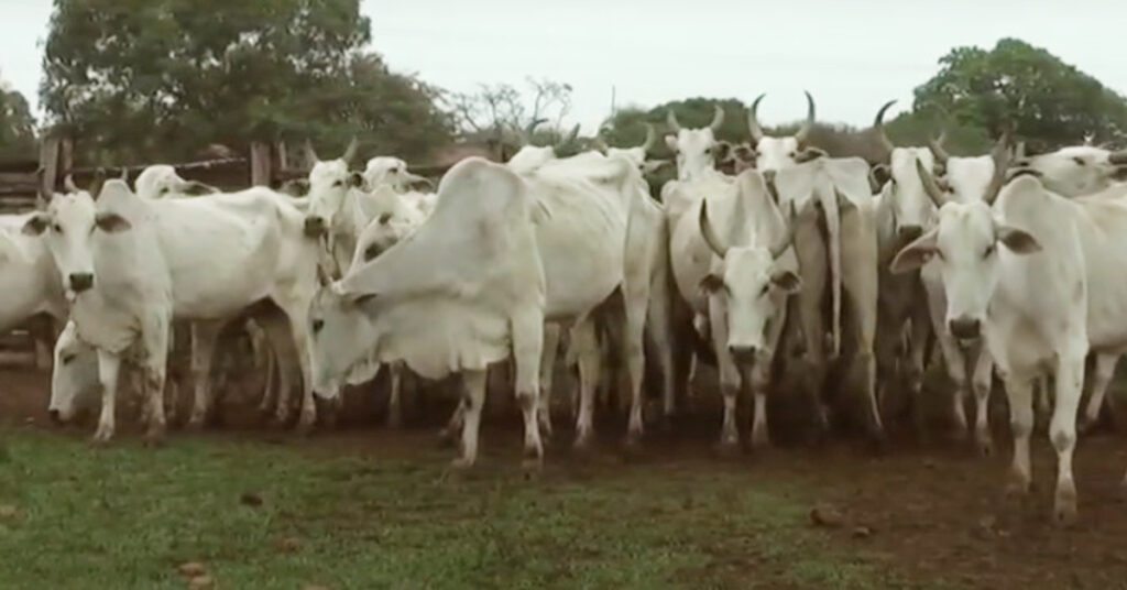 "Quanto mais pesada, menor é o preço de negociação", diz Agrifatto • Portal DBO