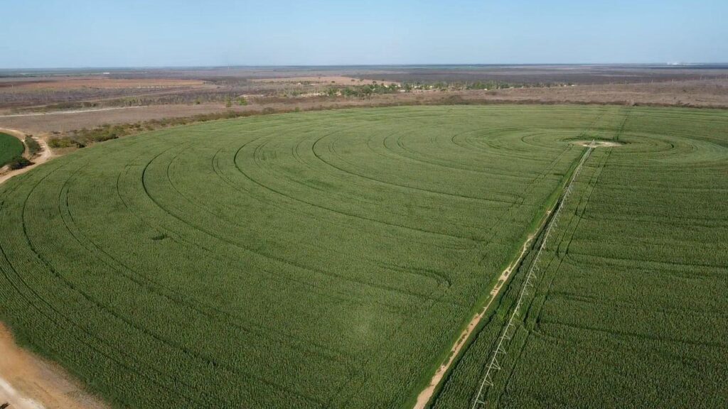 Fazenda Flor da Serra produz 42 toneladas de silagem de milho por hectare na Chapada do Apodi