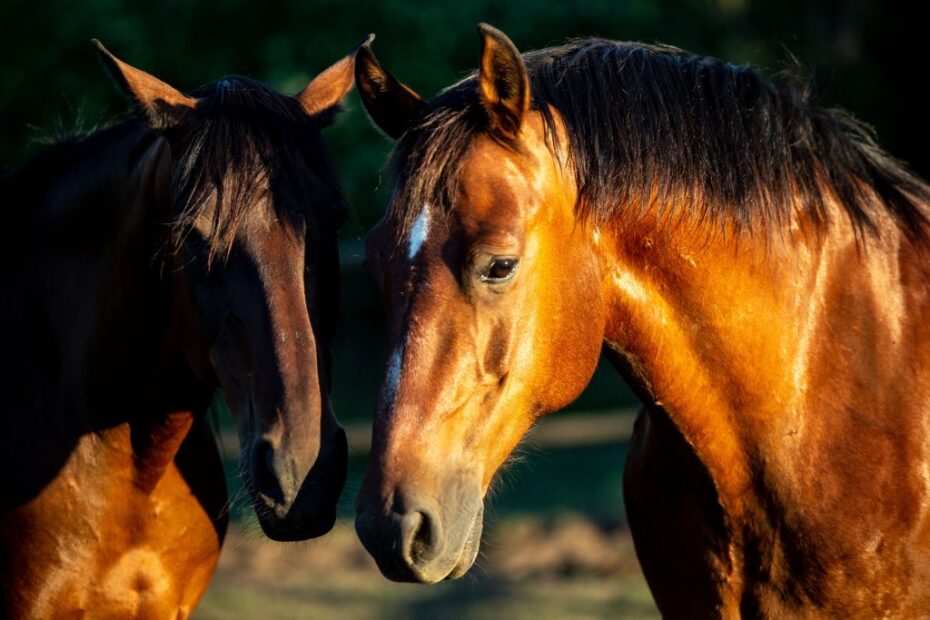 Protecao garantida com anestesia inalatoria em cavalos