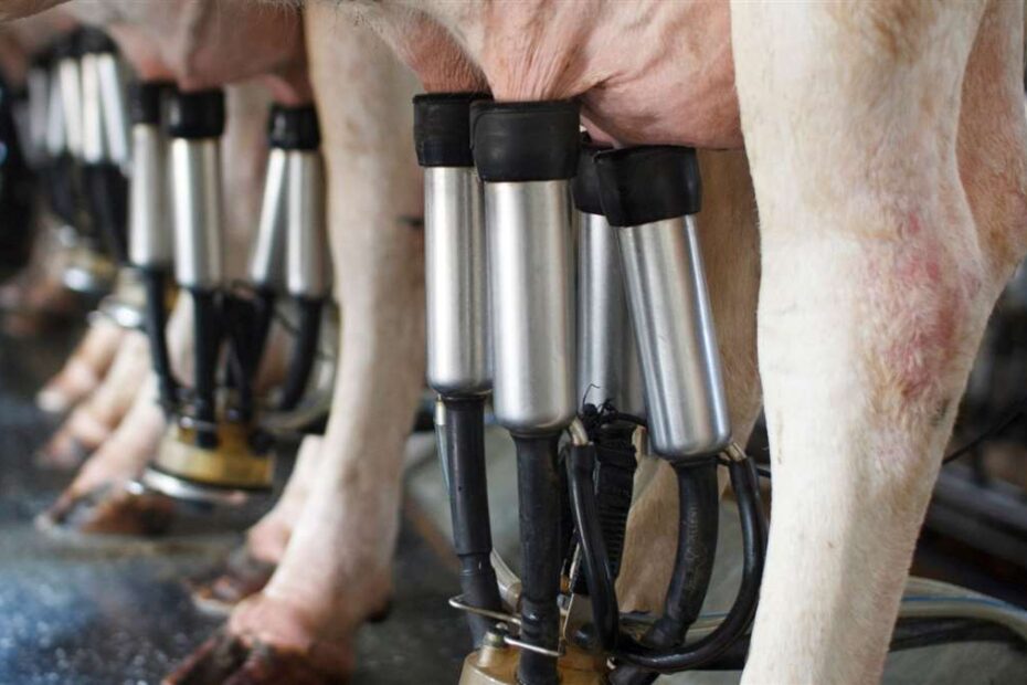 Qual a relação da ordenha com o bem-estar da vaca leiteira?