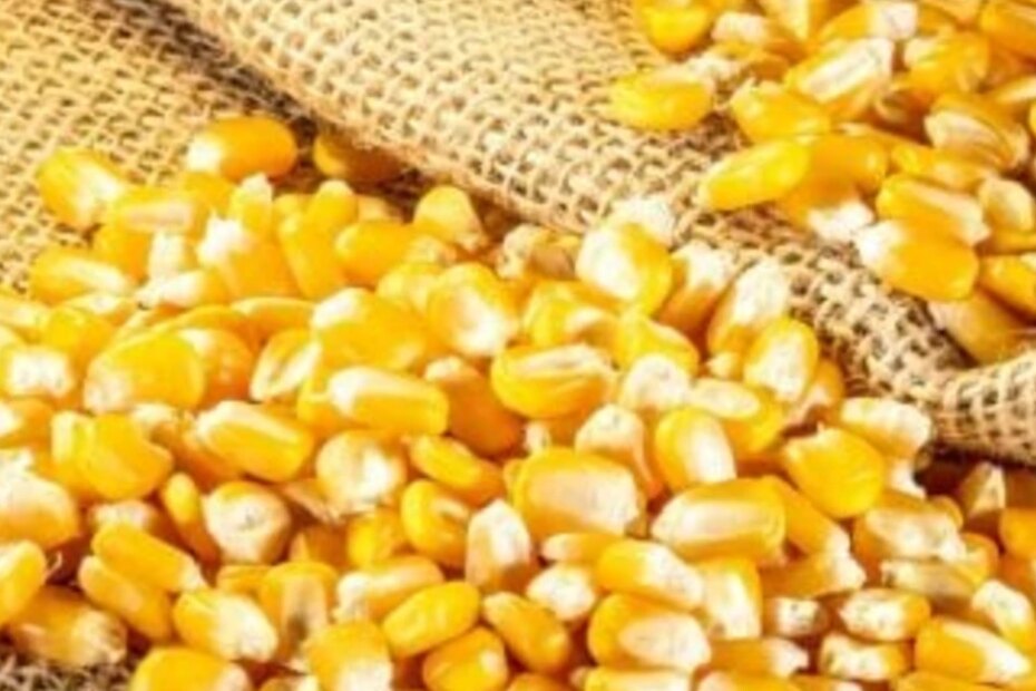 Saca do milho fecha em R$ 63,06 na última sexta, 23