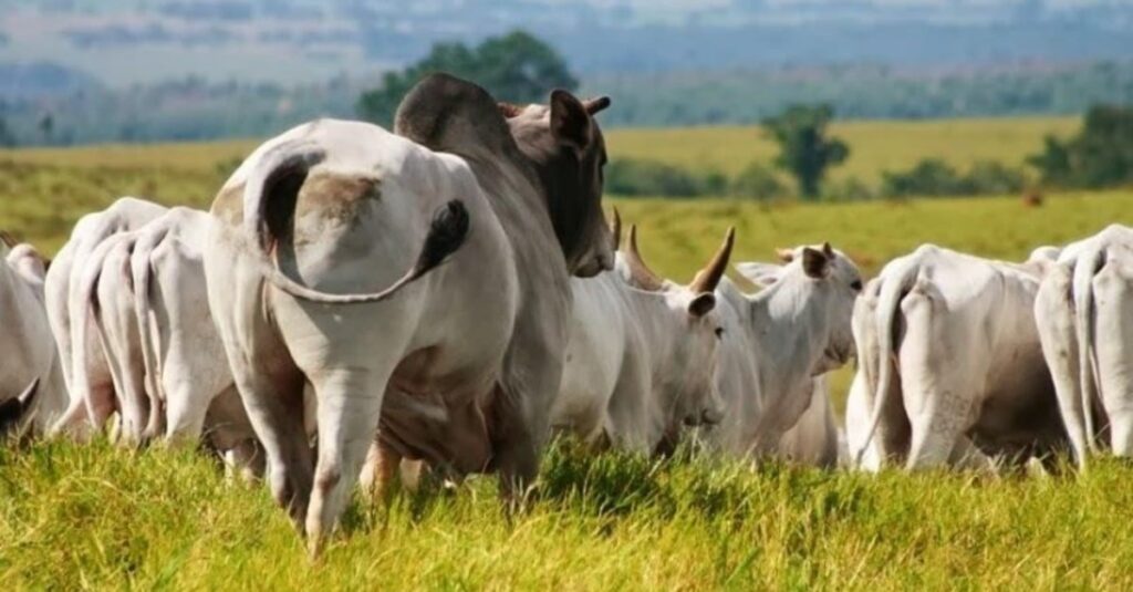 quantos touros são necessários para repassar vacas inseminadas?