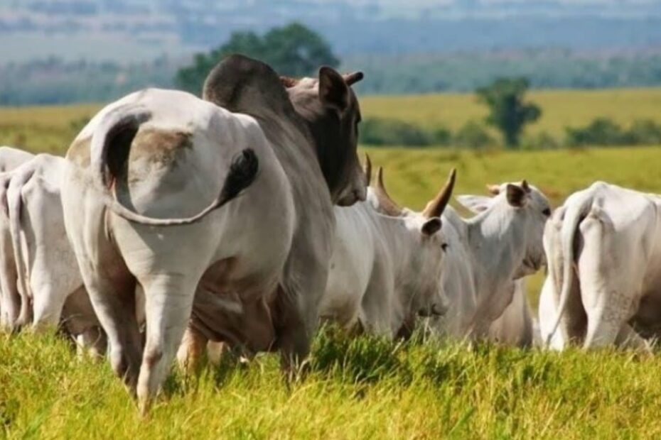 quantos touros são necessários para repassar vacas inseminadas?